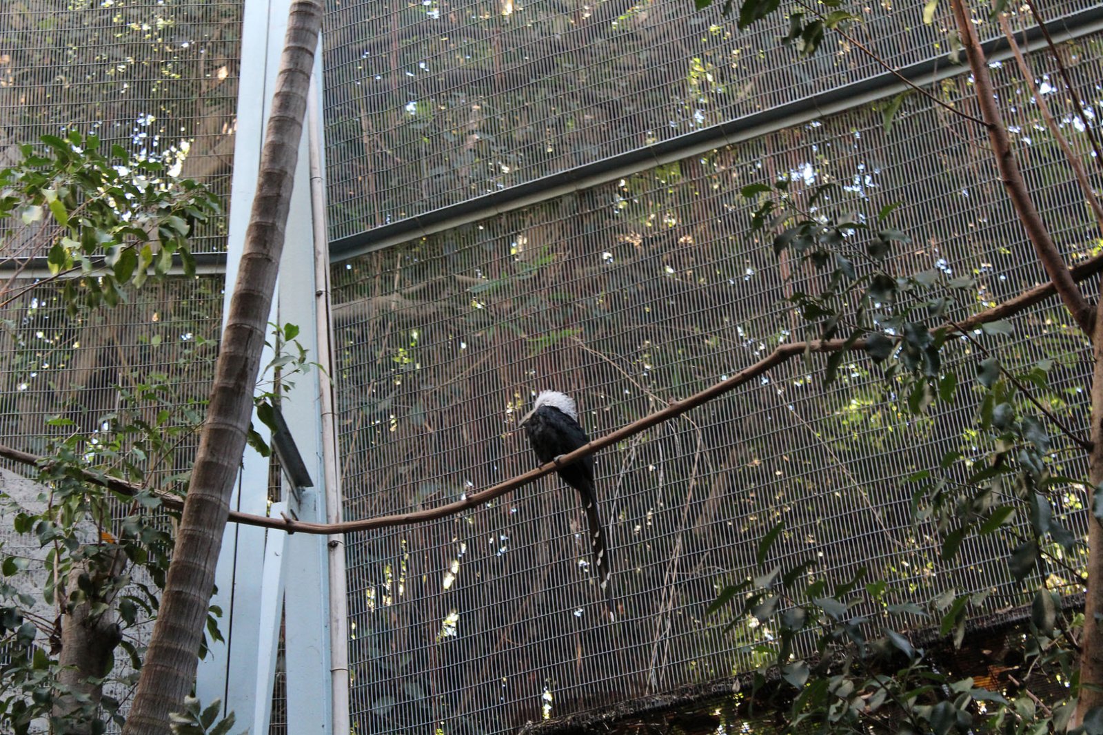 San Diego Zoo Part II 174